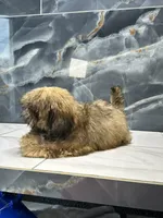 frank, a male Shih Tzu for sale in Houston, TX – Photo 3 of 8