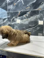 frank, a male Shih Tzu for sale in Houston, TX – Photo 8 of 8