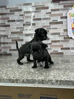 Bart, a male Pug for sale in Houston, TX – Photo 6 of 6