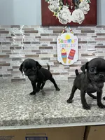 Bart, a male Pug for sale in Houston, TX – Photo 2 of 6