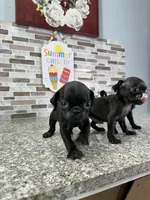 Bart, a male Pug for sale in Houston, TX – Photo 3 of 6