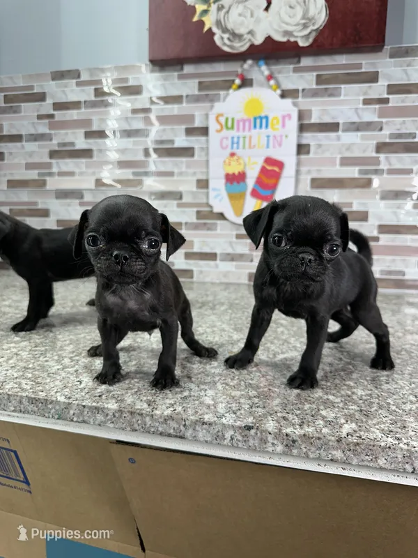 Bart, a male Pug for sale in Houston, TX – Photo 1 of 6