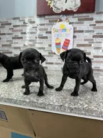 Bart, a male Pug for sale in Houston, TX – Photo 1 of 6