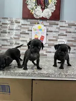 Bart, a male Pug for sale in Houston, TX – Photo 5 of 6