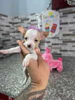 Lena, a female Chihuahua for sale in Houston, TX – 2 of 4