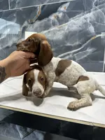 Logan, a male Miniature Dachshund for sale in Houston, TX – 1 of 3