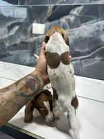 Logan, a male Miniature Dachshund for sale in Houston, TX – 2 of 3