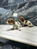 Logan, a male Miniature Dachshund for sale in Houston, TX – 3 of 3