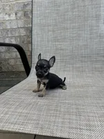 marla, a female Chihuahua for sale in Houston, TX – 5 of 8