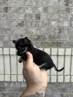 pete, a male Chihuahua for sale in Houston, TX – 5 of 9