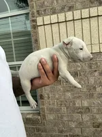 Athena, a female Bull Terrier for sale in Houston, TX – 2 of 3