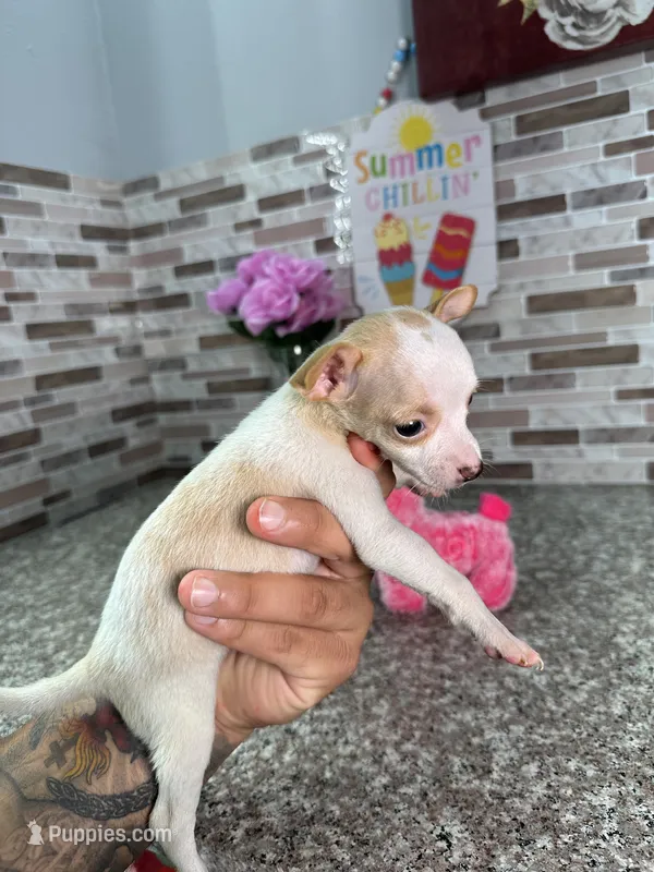 Lena – Chihuahua puppy for sale in Houston, TX