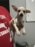 Lola, a female Chihuahua for sale in Houston, TX – 2 of 3