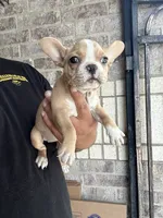 Dior, a female French Bulldog for sale in Houston, TX – 2 of 3