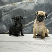 Sky, a female Pug for sale in Houston, TX – Photo 6 of 6