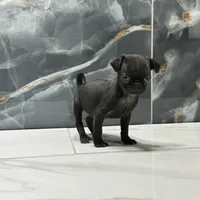 Sky, a female Pug for sale in Houston, TX – Photo 4 of 6