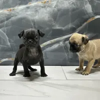 Sky, a female Pug for sale in Houston, TX – Photo 5 of 6