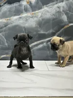 processed/dea22e41-88bd-44bc-8906-abe0cdf4307a/listing/9e6627cc-e3ad-49f5-a37e-7a8effc41535/799a6627-3ad8-41a9-b3c5-58045d473f1f