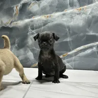 Sky, a female Pug for sale in Houston, TX – Photo 2 of 6