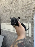 marla, a female Chihuahua for sale in Houston, TX – 7 of 8