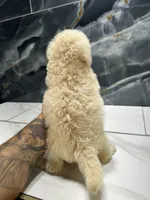 Cookie, a female Maltipoo for sale in Houston, TX – 4 of 6