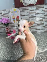 Lena, a female Chihuahua for sale in Houston, TX – 4 of 4