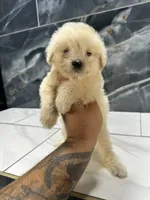 Cookie, a female Maltipoo for sale in Houston, TX – 3 of 6