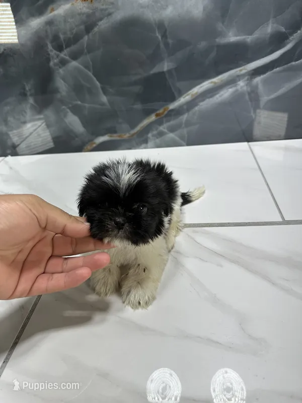 Mikey – Shih Tzu puppy for sale in Houston, TX