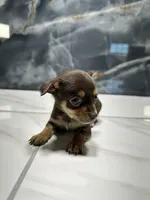 processed/dea22e41-88bd-44bc-8906-abe0cdf4307a/listing/a476634a-dc5e-4a5c-88f1-0ee3bf4466a2/65f52e9f-0be0-45f3-962a-abd4381e8d46