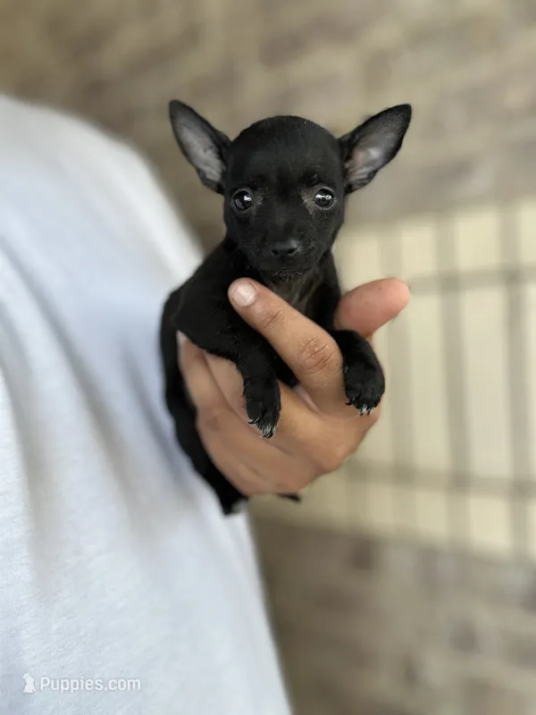 Mary – Chihuahua puppy for sale in Houston, TX