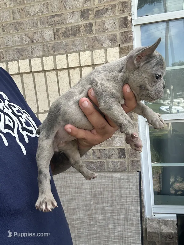 mandi – French Bulldog puppy for sale in Houston, TX