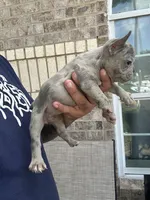 mandi, a female French Bulldog for sale in Houston, TX – 1 of 3