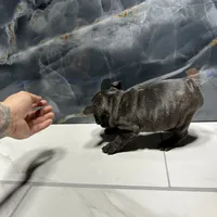 Nikia, a female French Bulldog for sale in Houston, TX – Photo 3 of 4