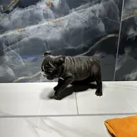 Nikia, a female French Bulldog for sale in Houston, TX – Photo 1 of 4