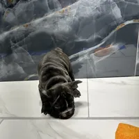 Nikia, a female French Bulldog for sale in Houston, TX – Photo 2 of 4