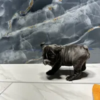 Nikia, a female French Bulldog for sale in Houston, TX – Photo 4 of 4