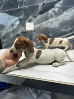 Lucas, a male Miniature Dachshund for sale in Houston, TX – 1 of 6