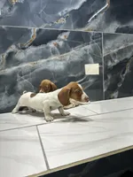 Lucas, a male Miniature Dachshund for sale in Houston, TX – 3 of 6