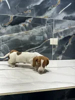 Lucas, a male Miniature Dachshund for sale in Houston, TX – 5 of 6