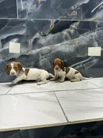 Lucas, a male Miniature Dachshund for sale in Houston, TX – 2 of 6