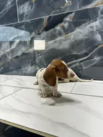 Lucas, a male Miniature Dachshund for sale in Houston, TX – 6 of 6