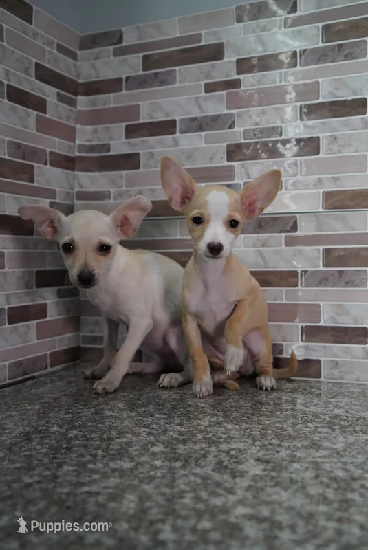Nina – Chihuahua puppy for sale in Houston, TX