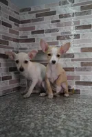 Nina, a female Chihuahua for sale in Houston, TX – 1 of 5