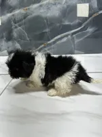 Mikey, a male Shih Tzu for sale in Houston, TX – 3 of 5