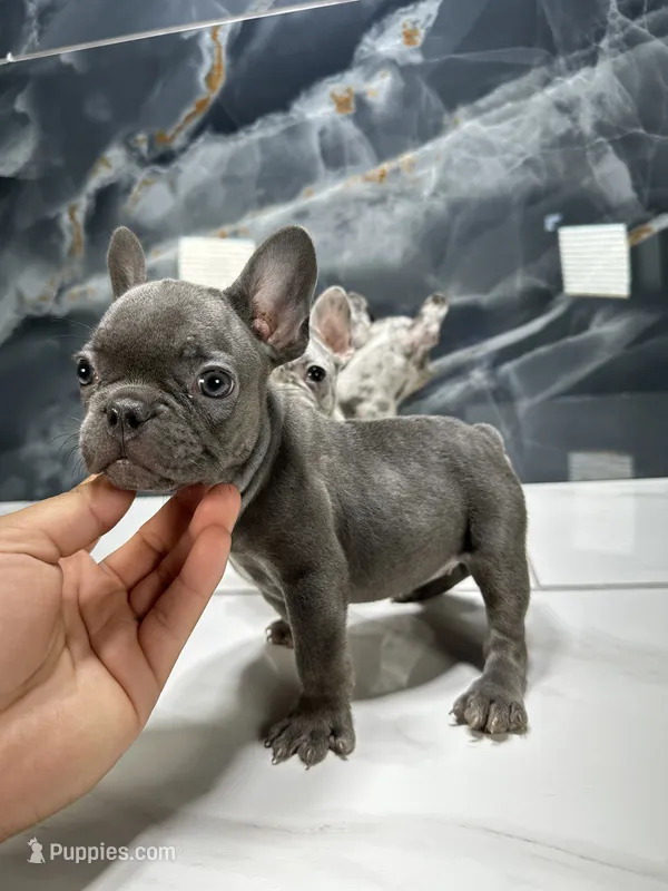 LACY – French Bulldog puppy for sale in Houston, TX