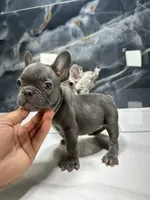 LACY, a female French Bulldog for sale in Houston, TX – 1 of 6