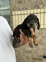 Marco, a male Miniature Dachshund for sale in Houston, TX – 2 of 3