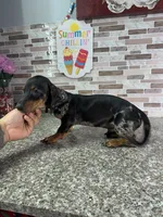 Tiger, a male Miniature Dachshund for sale in Houston, TX – 3 of 3
