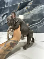 LACY, a female French Bulldog for sale in Houston, TX – 3 of 6