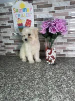 snowy, a female Maltipoo for sale in Houston, TX – 3 of 3